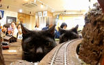 فیلم سرنگونی قطار توسط گربه کنجکاو